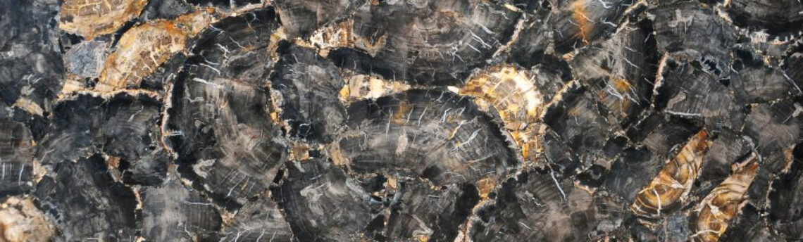 PETRIFIED WOOD BLACK