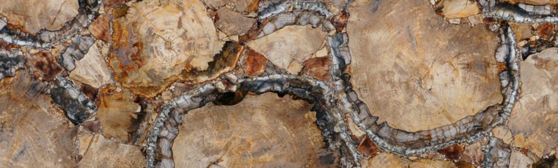 PETRIFIED WOOD GOLD