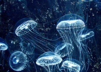 Under Water Collection