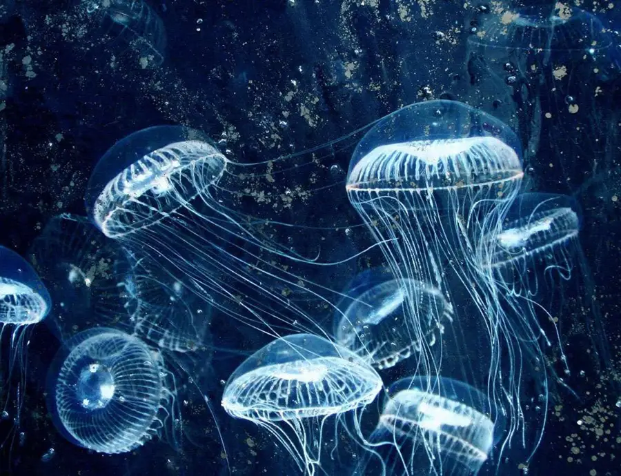 UNDER WATER COLLECTION